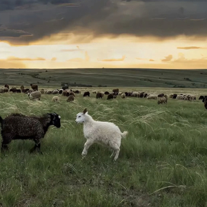 操穴小视频网站

